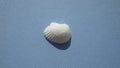 Seashell of bivalve mollusc cut-ribbed ark clam, Anadara secticostata, on a blue background.