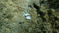 Seashell of bivalve mollusc Donax semistriatus on sea bottom, undersea, Aegean Sea