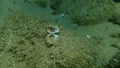 Seashell of bivalve mollusc European flat oyster or common oyster Ostrea edulis undersea