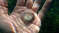 Seashell of bivalve mollusc Glycymeris nummaria on the hand of a diver undersea, Aegean Sea, Greece, Halkidiki