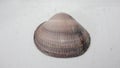 Seashell of bivalve mollusc Glycymeris nummaria on a neutral blurred background