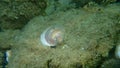 Seashell of bivalve mollusc Glycymeris nummaria on sea bottom, Aegean Sea