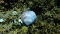 Seashell of bivalve mollusc Glycymeris nummaria on sea bottom, Aegean Sea