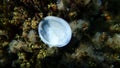 Seashell of bivalve mollusc Glycymeris nummaria on sea bottom, Aegean Sea
