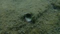 Seashell of bivalve mollusc jewel box or common jewel box (Chama gryphoides) on sea bottom, Aegean Sea