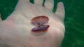 Seashell of bivalve mollusc large sunsetclam or flat sunsetclam Gari depressa on the hand of a diver, Aegean Sea