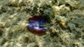 Seashell of bivalve mollusc large sunsetclam or flat sunsetclam (Gari depressa) undersea