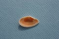 Seashell of bivalve mollusc Mediterranean tellin (Peronaea planata) on a blue background Royalty Free Stock Photo