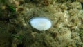 Seashell of bivalve mollusc Mediterranean tellin (Peronaea planata) on sea bottom, Aegean Sea Royalty Free Stock Photo
