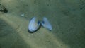 Seashell of bivalve mollusc Mediterranean tellin Peronaea planata with a Tyrian purple spot on sea bottom Royalty Free Stock Photo