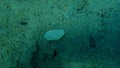 Seashell of bivalve mollusc milky-white ark (Striarca lactea) on sea bottom, Aegean Sea