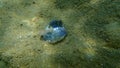 Seashell of bivalve mollusc rayed pearl-oyster Pinctada radiata drilled by sea snail banded dye-murex Hexaplex trunculus