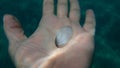Seashell of bivalve mollusc Red tellin Bosemprella incarnata on the hand of a diver Royalty Free Stock Photo