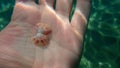 Seashell of bivalve mollusc smooth clam or smooth callista, brown venus (Callista chione) on the hand of a diver