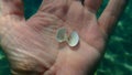 Seashell of bivalve mollusc smooth clam or smooth callista, brown venus (Callista chione) on the hand of a diver