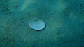 Seashell of bivalve mollusc smooth clam or smooth callista, brown venus (Callista chione) undersea, Aegean Sea