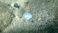 Seashell of bivalve mollusc smooth clam or smooth callista, brown venus (Callista chione) undersea, Aegean Sea