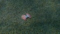 Seashell of bivalve mollusc smooth clam or smooth callista, brown venus (Callista chione) undersea, Aegean Sea