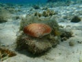 Seashell of bivalve mollusc smooth clam or smooth callista, brown venus (Callista chione) undersea