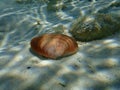 Seashell of bivalve mollusc smooth clam or smooth callista, brown venus (Callista chione) undersea