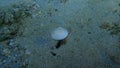 Seashell of bivalve mollusc smooth clam or smooth callista, brown venus (Callista chione) undersea
