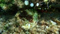 Seashell of bivalve mollusc Thorny oyster (Spondylus gaederopus) on sea bottom, Aegean Sea