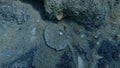 Seashell of bivalve mollusc Thorny oyster (Spondylus gaederopus) on sea bottom, Aegean Sea