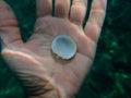 Seashell of bivalve mollusc violet bittersweet (Glycymeris nummaria) on the hand of a diver