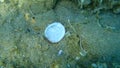 Seashell of bivalve mollusc violet bittersweet (Glycymeris nummaria) undersea, Aegean Sea