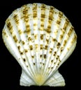 Seashell bivalves Royalty Free Stock Photo