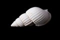 Seashell On Black Background