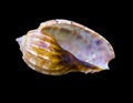Seashell on a black background. sea shells of marine snail isolated Royalty Free Stock Photo