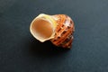 A seashell on a black background of Turbo jourdani. Royalty Free Stock Photo