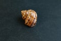 A seashell on a black background of Turbo jourdani. Royalty Free Stock Photo