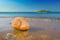 Seashell on calm Mediterranean beach