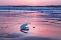 Seashell On Calm Ocean Beach At Sunset