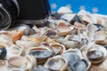 Seashell and camera on the beach - vacation and travel concept Royalty Free Stock Photo