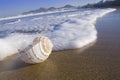 Seashell on Canteras Beach Royalty Free Stock Photo