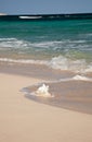 Seashell in the Caribbean Sea