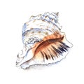 Seashell of cephalopod mollusk Rapana. Hand drawn watercolor sketch