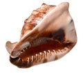 Seashell (clamshell) (isolated)