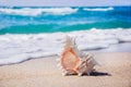 Seashell on the clean sandy beach Royalty Free Stock Photo