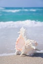 Seashell on clean sandy beach against the blue sea background Royalty Free Stock Photo