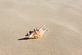 Seashell on clean yellow beach sand. Close-up, place for text or product