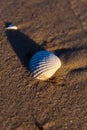 seashell close-up in the sand