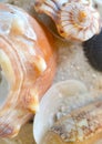 Seashell close up