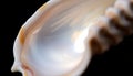 Seashell Close Up Texture, Natural Ocean Detail, Stock Photo, Generative AI