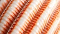 Seashell close up texture, natural and organic pattern, Stock Photo, Generative AI