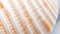 Seashell close,up texture, ocean shell, natural pattern, beach, Stock Photo, Generative AI