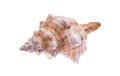 Seashell closeup. Isolated on white background. Clipping path Royalty Free Stock Photo